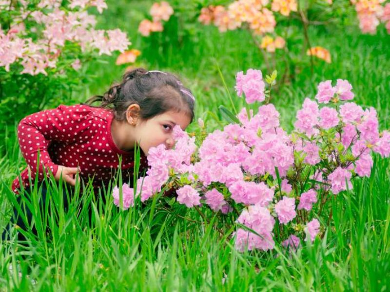 A small girl smells some pink flowers