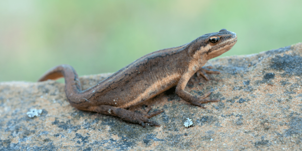 Close-up of a newt