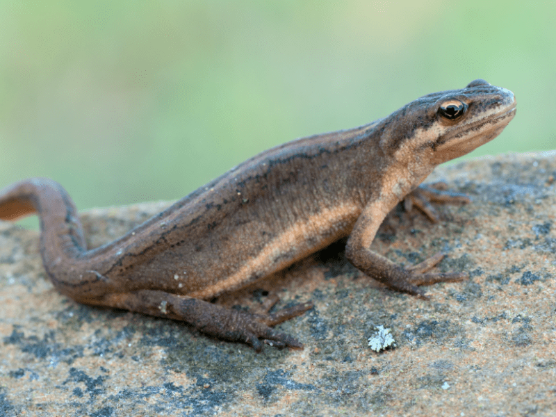 Close-up of a newt