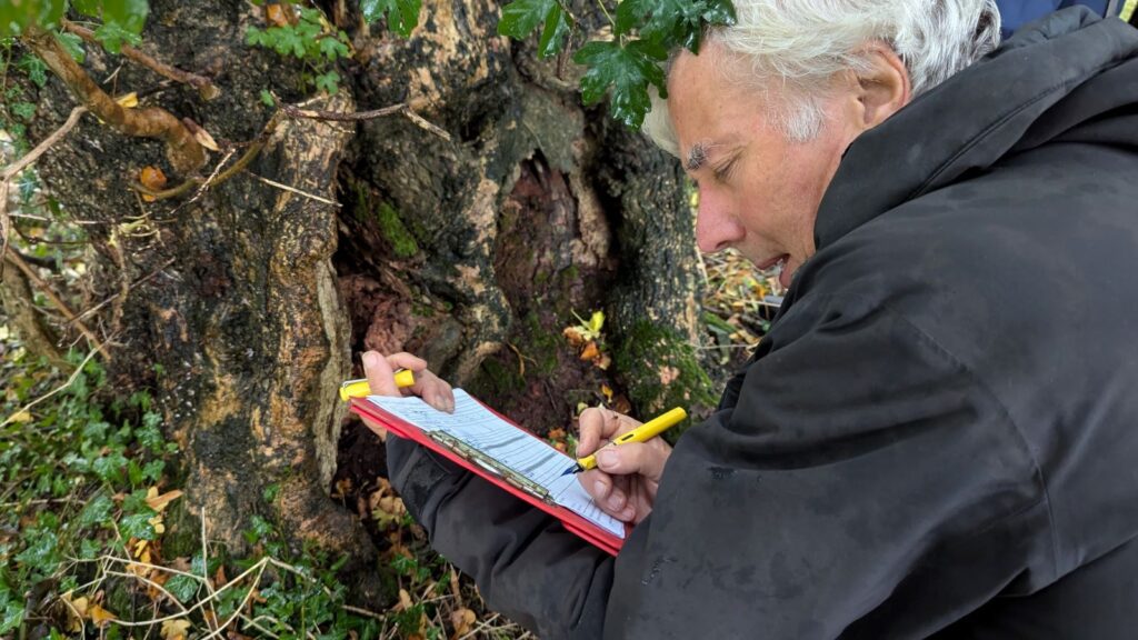 An ecologist notes down the details of a possible veteran tree