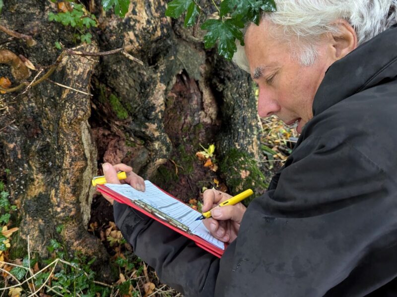 An ecologist notes down the details of a possible veteran tree