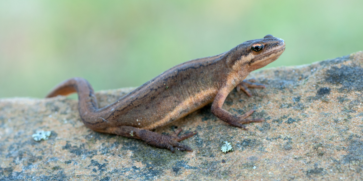 Close-up of a newt