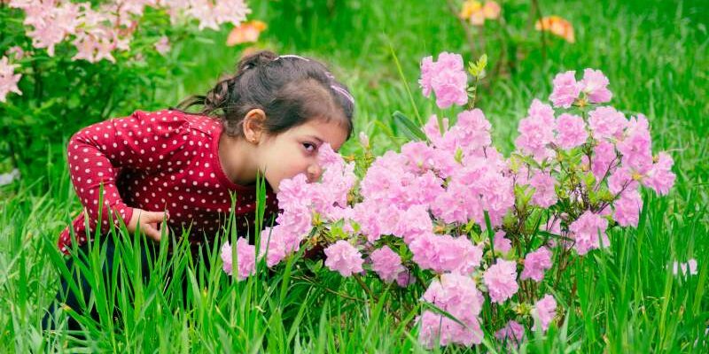 A small girl smells some pink flowers