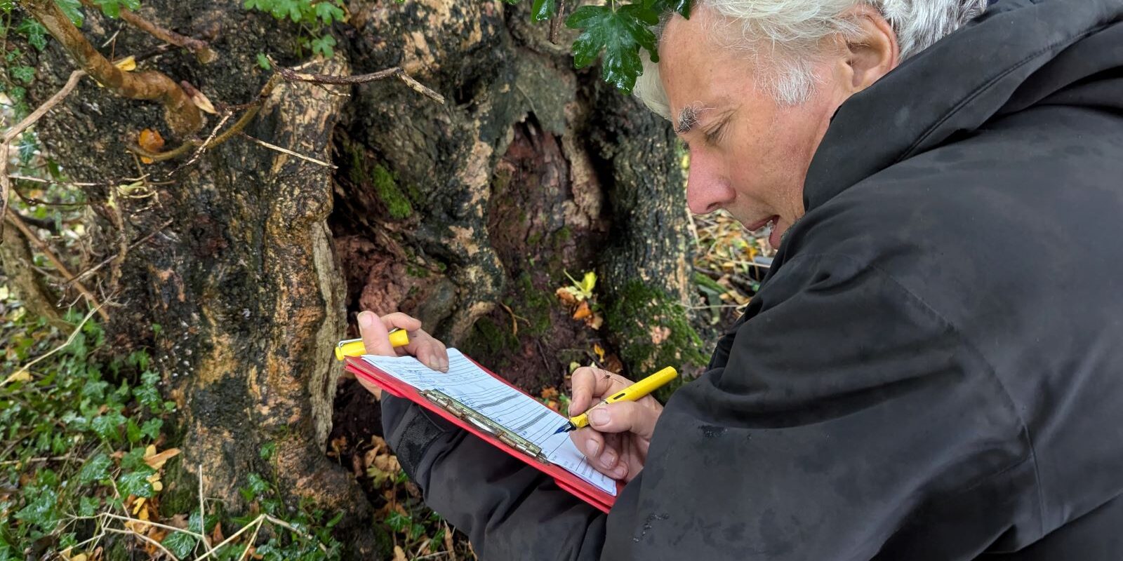 An ecologist notes down the details of a possible veteran tree